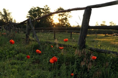 Picturesque view of countryside with wooden fence and blooming red poppies in morning