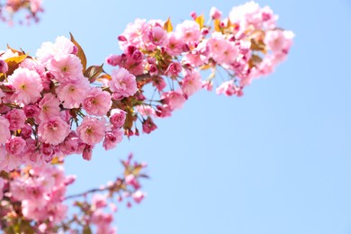 Beautiful blossoming sakura tree against blue sky, closeup. Space for text