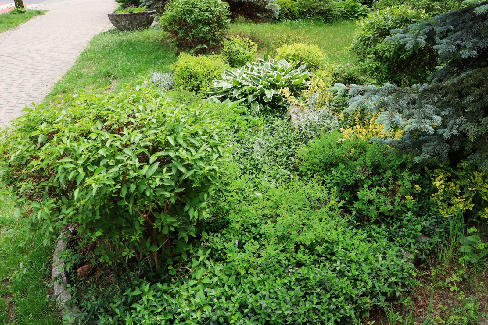 Photo of Beautiful flowerbed with different plants on city street. Gardening and landscaping