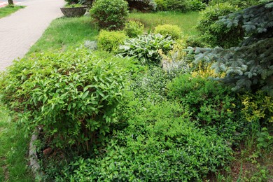 Beautiful flowerbed with different plants on city street. Gardening and landscaping