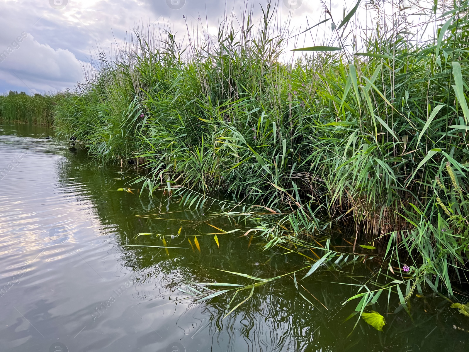 Photo of Picturesque view of river reeds and cloudy sky