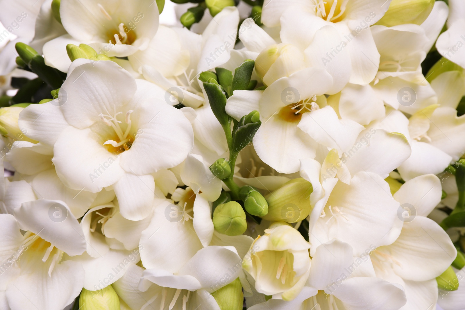 Photo of Closeup view of beautiful white freesia flowers