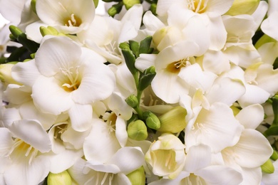 Closeup view of beautiful white freesia flowers