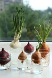 Photo of Many sprouted onions in glasses with water on window sill, closeup