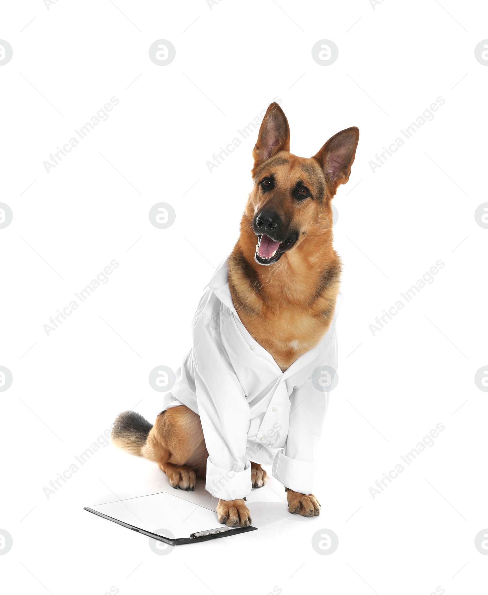 Photo of Cute dog in uniform with clipboard as veterinarian on white background