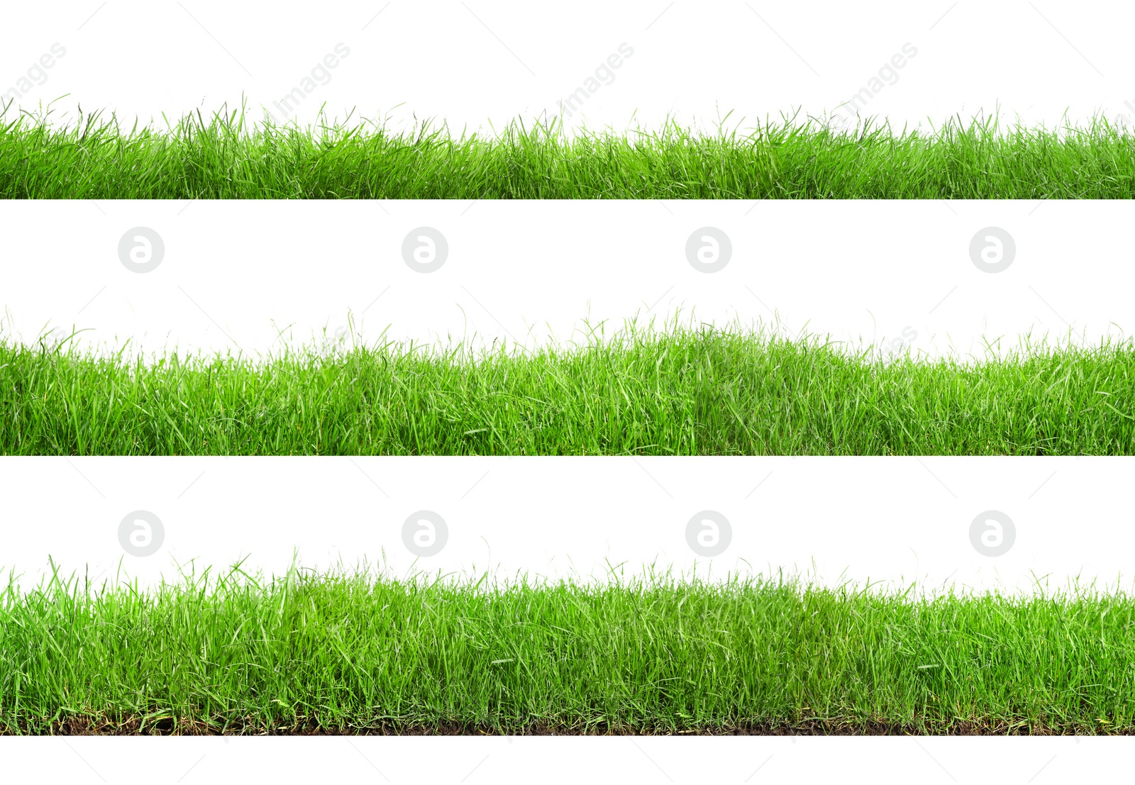 Image of Beautiful lush green grass on white background, collage