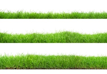 Image of Beautiful lush green grass on white background, collage