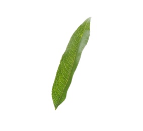 Photo of Fresh green peach leaf isolated on white
