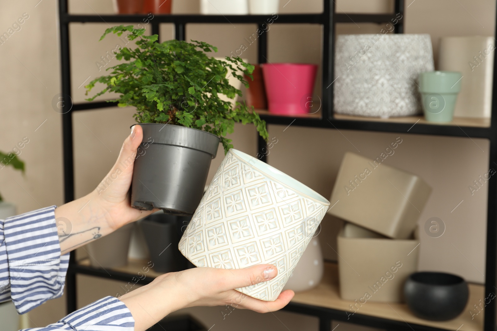 Photo of Woman holding houseplant and new pot indoors, closeup