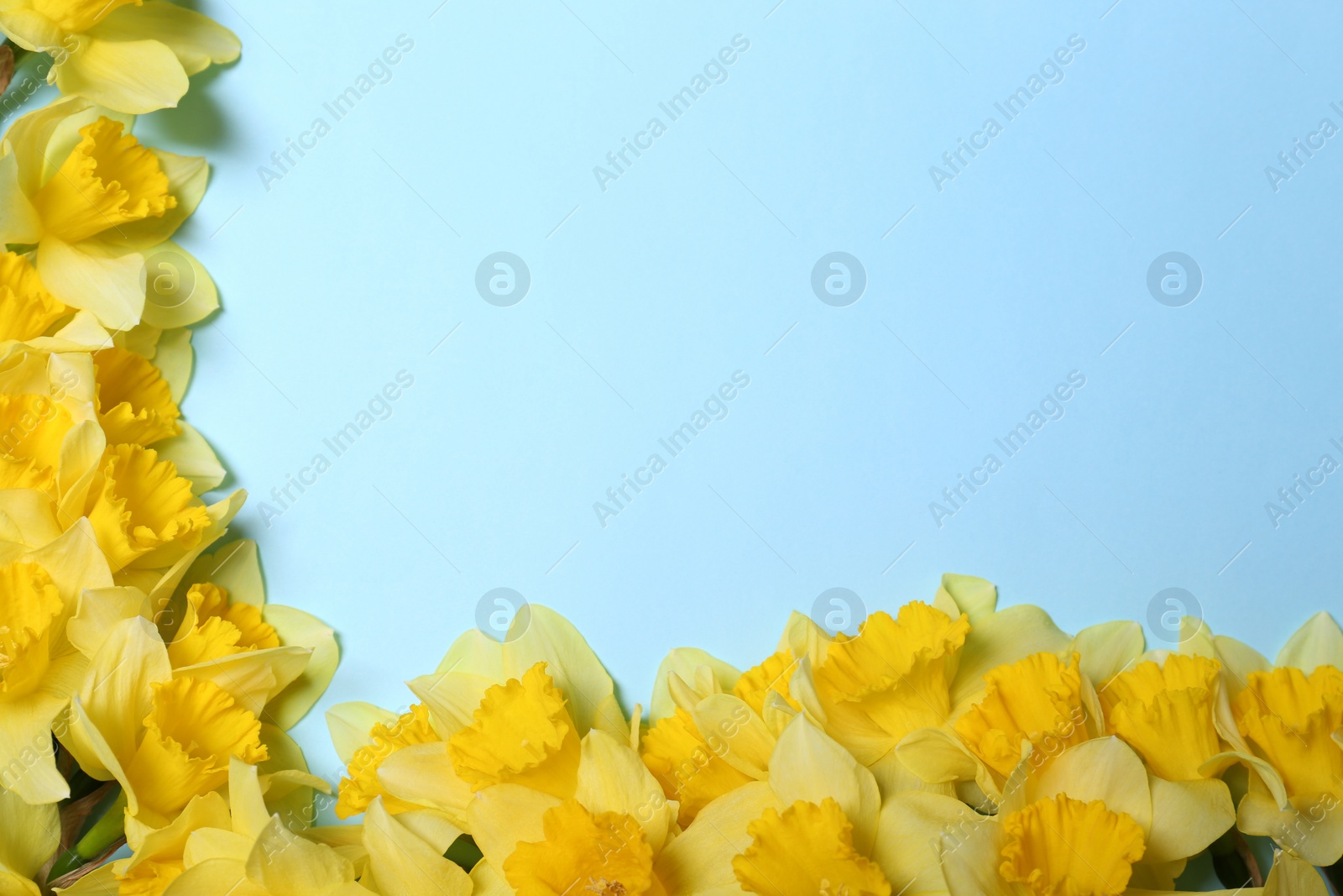 Photo of Beautiful yellow daffodils on light blue background, flat lay. Space for text