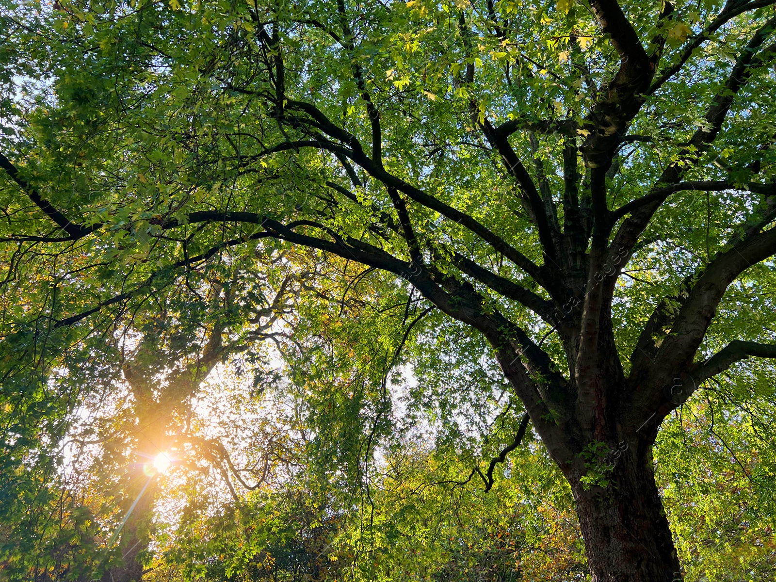 Photo of Beautiful view of trees in autumn park