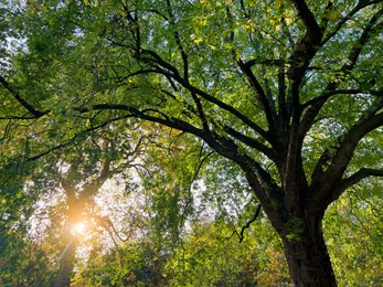 Beautiful view of trees in autumn park