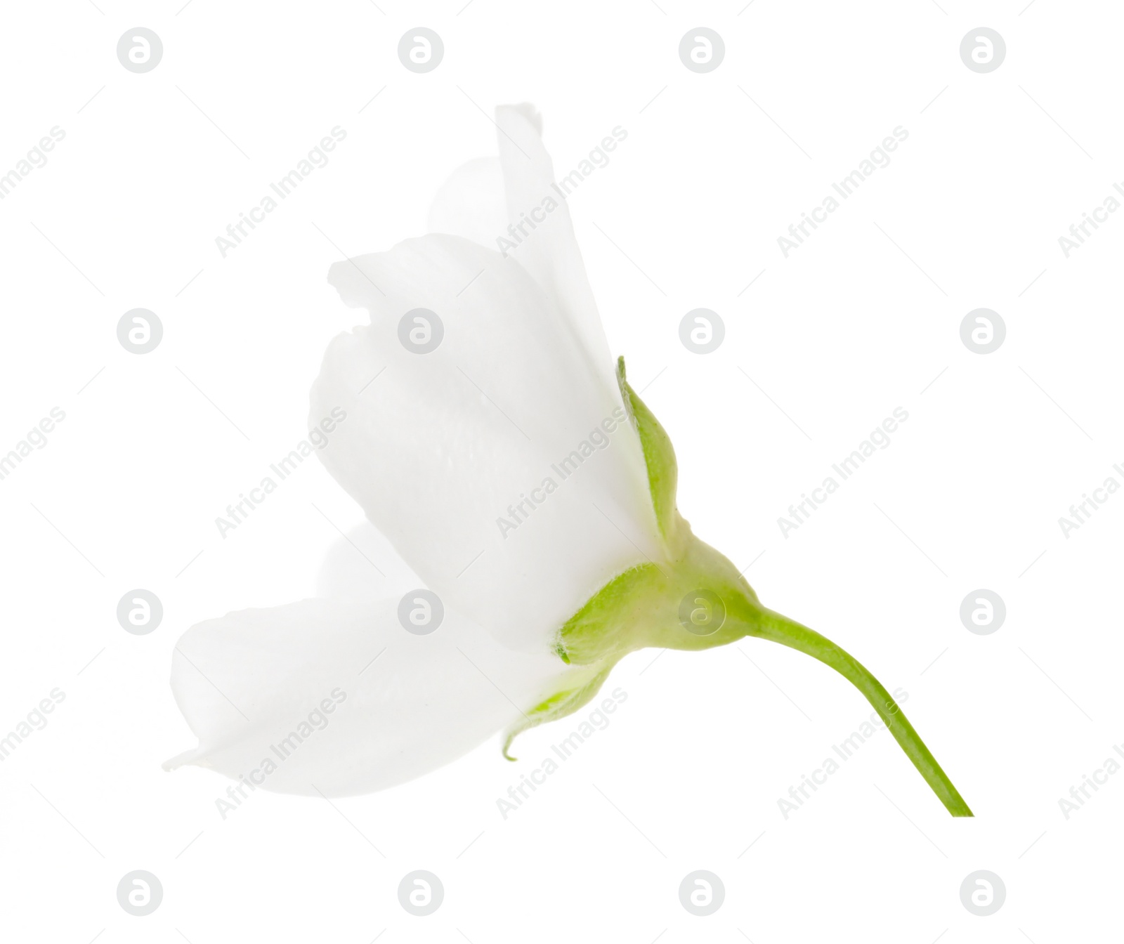 Photo of Beautiful delicate jasmine flower isolated on white