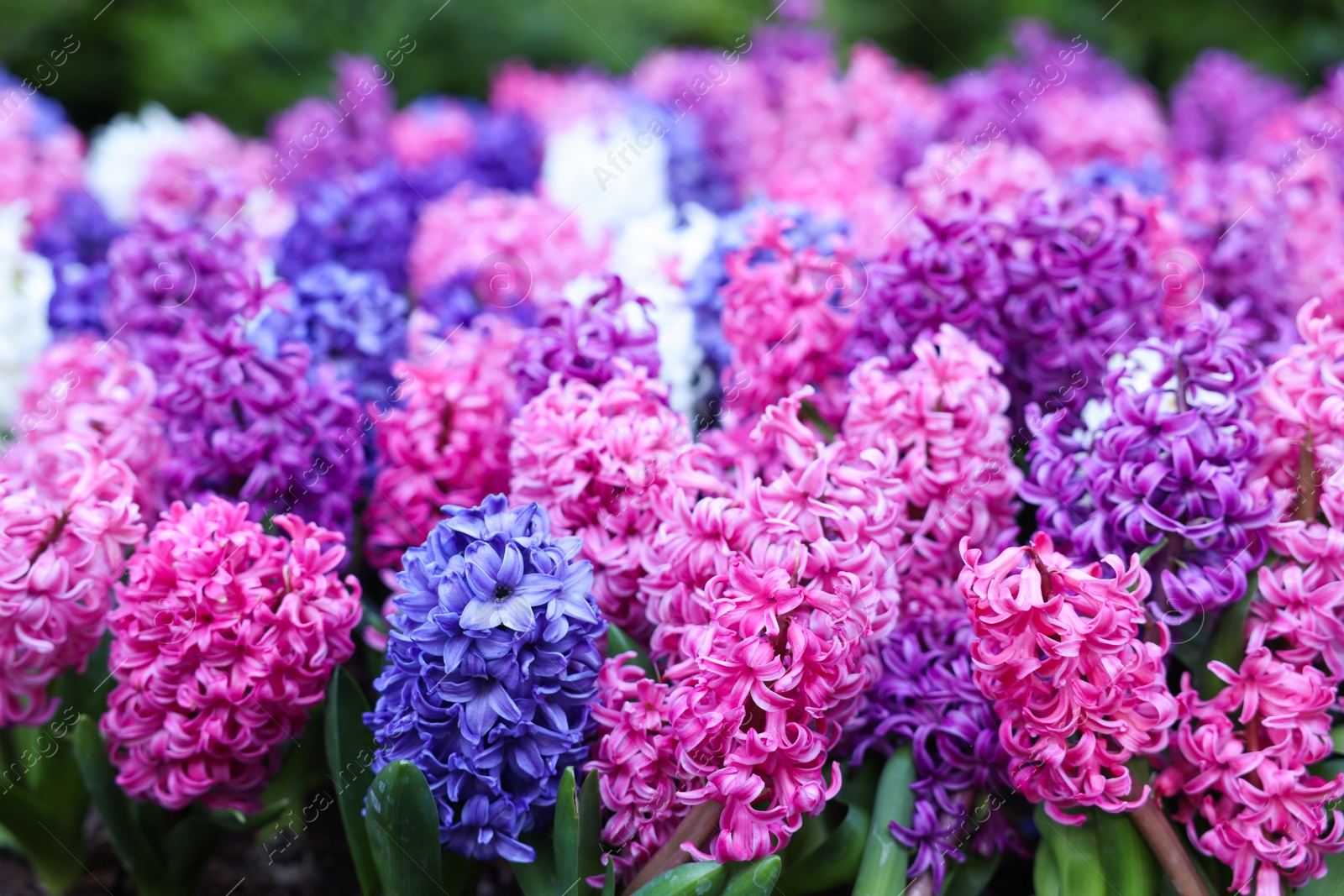 Photo of Many beautiful hyacinth flowers growing outdoors, closeup. Spring season