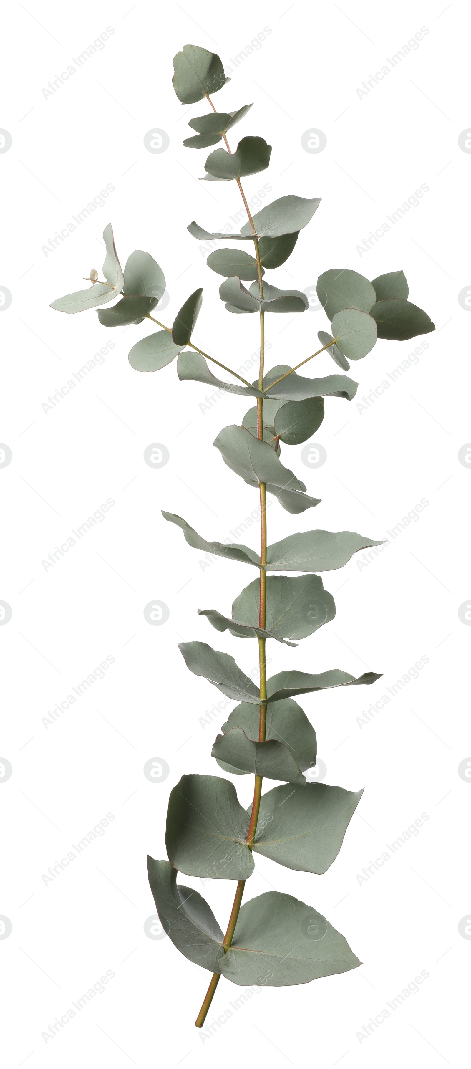 Photo of Eucalyptus branch with fresh leaves isolated on white
