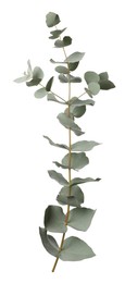 Eucalyptus branch with fresh leaves isolated on white