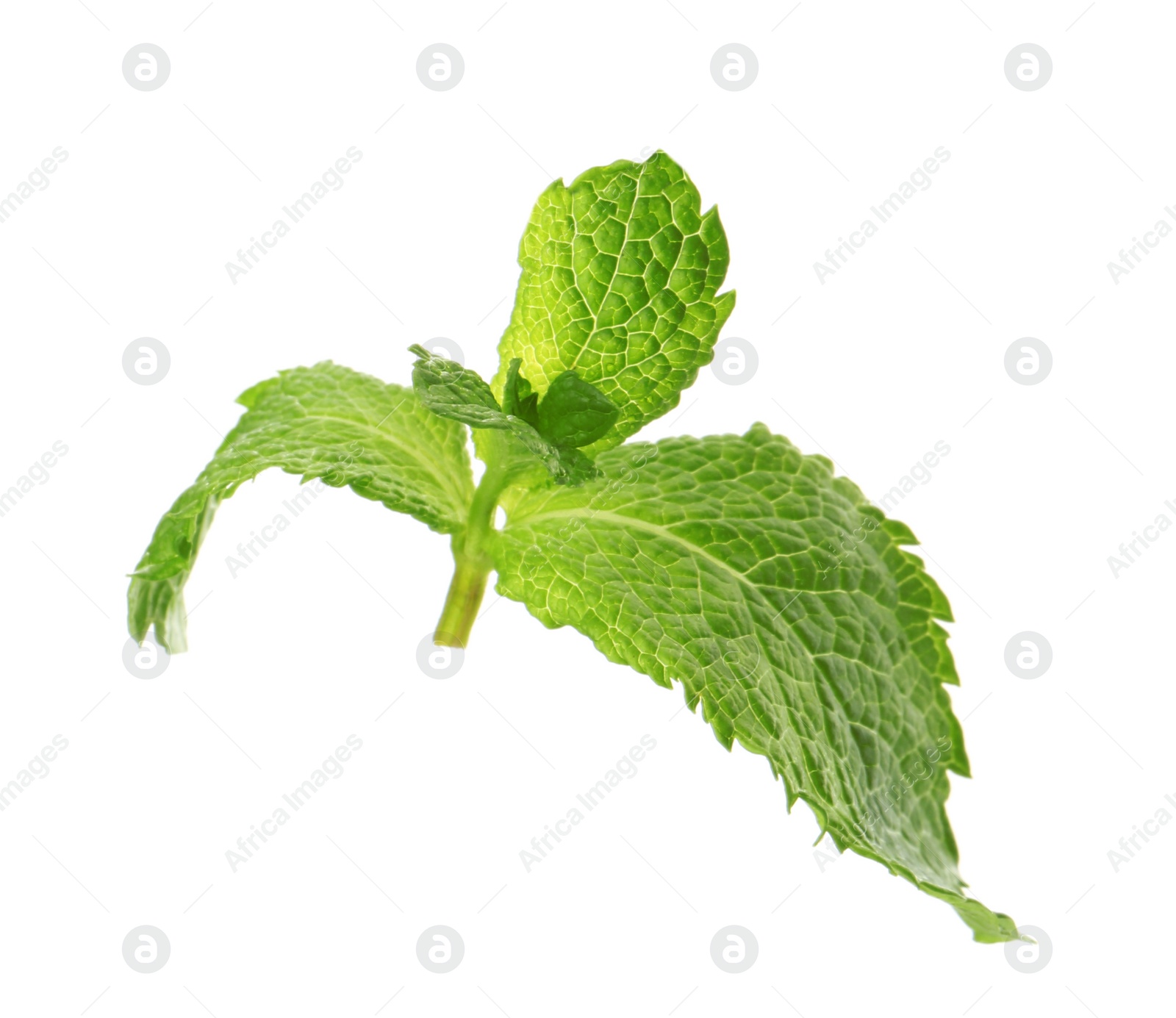 Photo of Fresh green mint leaves on white background