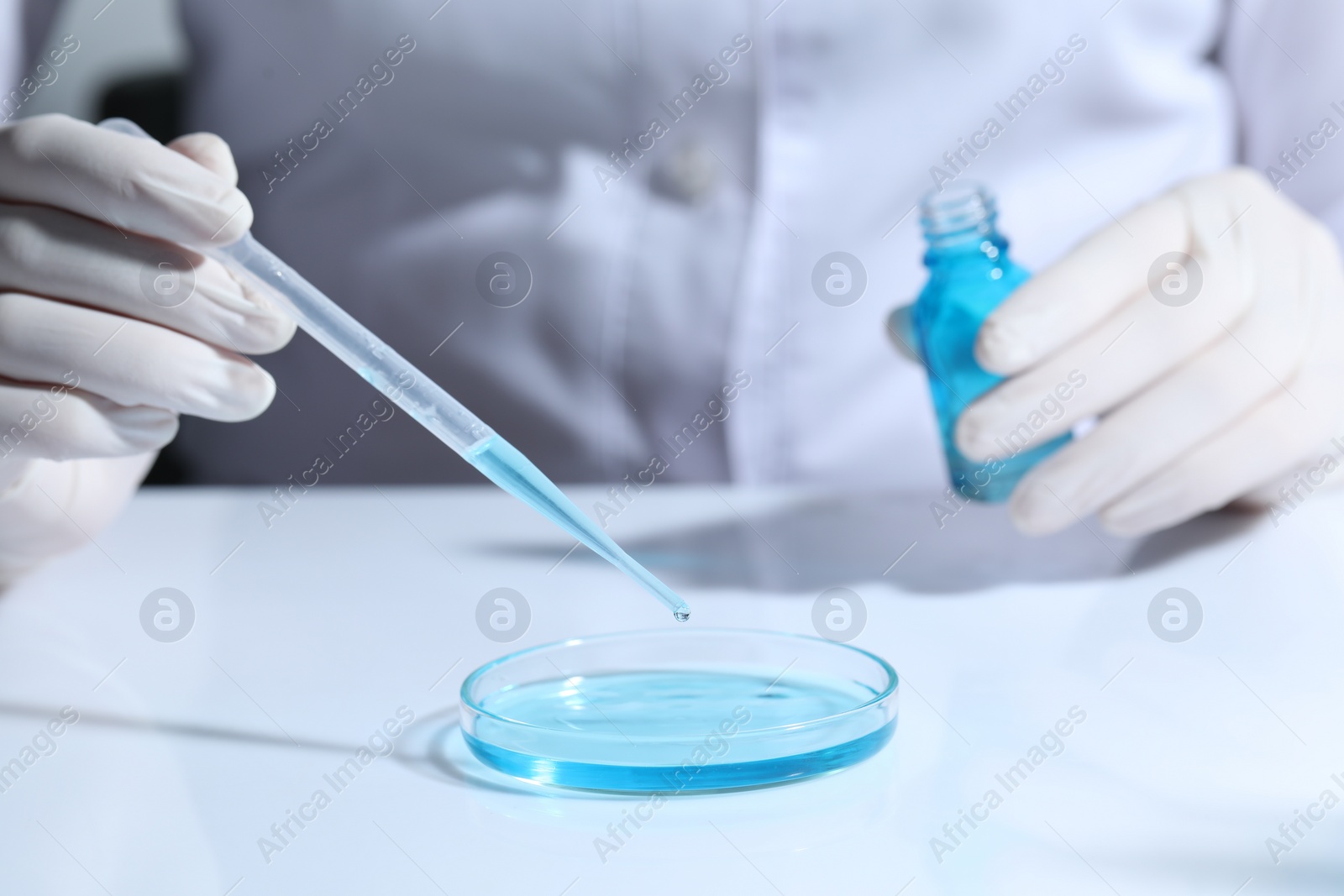 Photo of Scientist with bottle dripping liquid from pipette into petri dish at white table, closeup