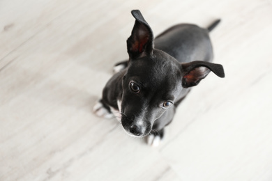 Cute little puppy indoors, above view. Baby animal