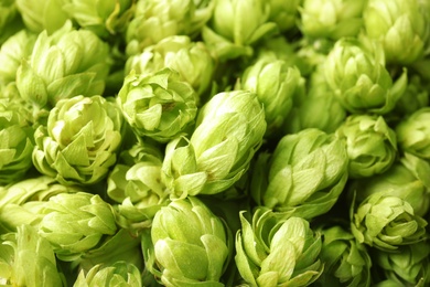 Fresh green hops as background. Beer production