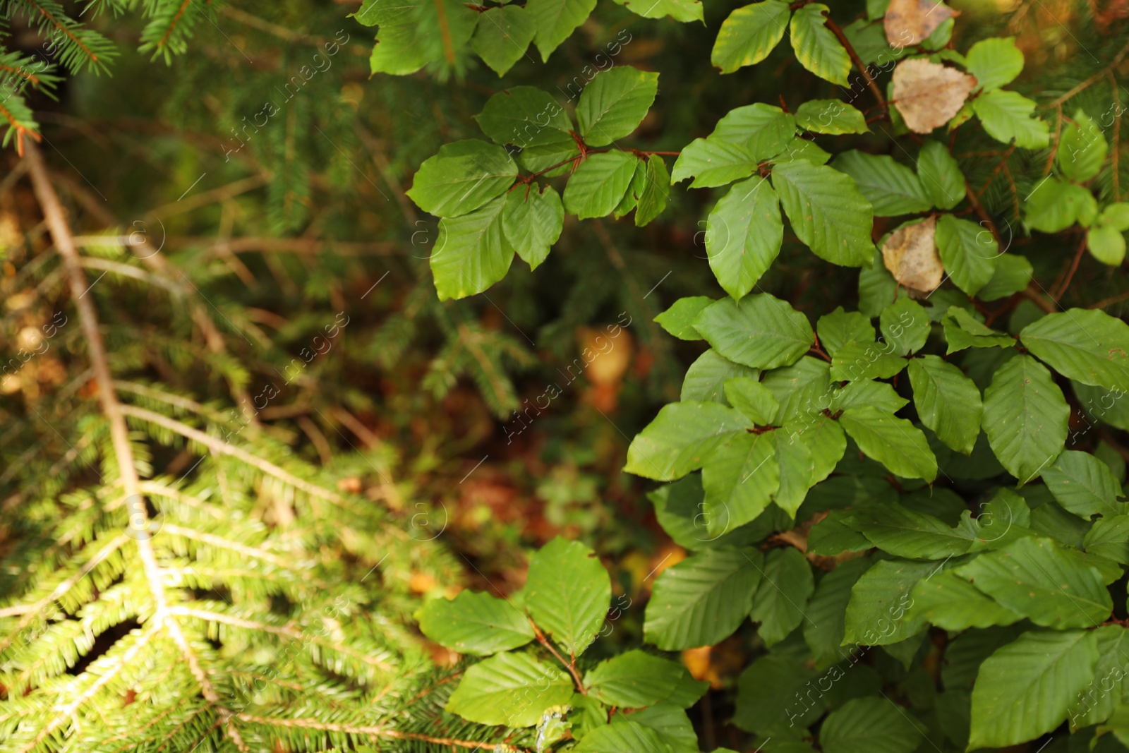 Photo of Beautiful tree with green leaves in forest, closeup