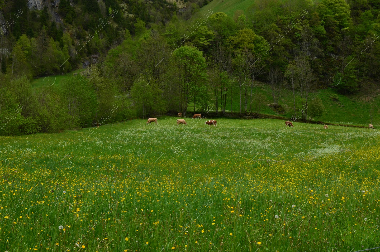 Photo of Beautiful view of cows grazing on green meadow in high mountains