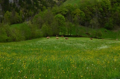 Photo of Beautiful view of cows grazing on green meadow in high mountains