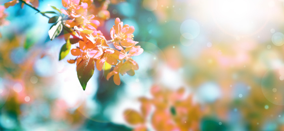 Beautiful blossoming spring tree with tender flowers. Banner design 