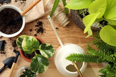 Houseplants and gardening tools on wooden table, flat lay