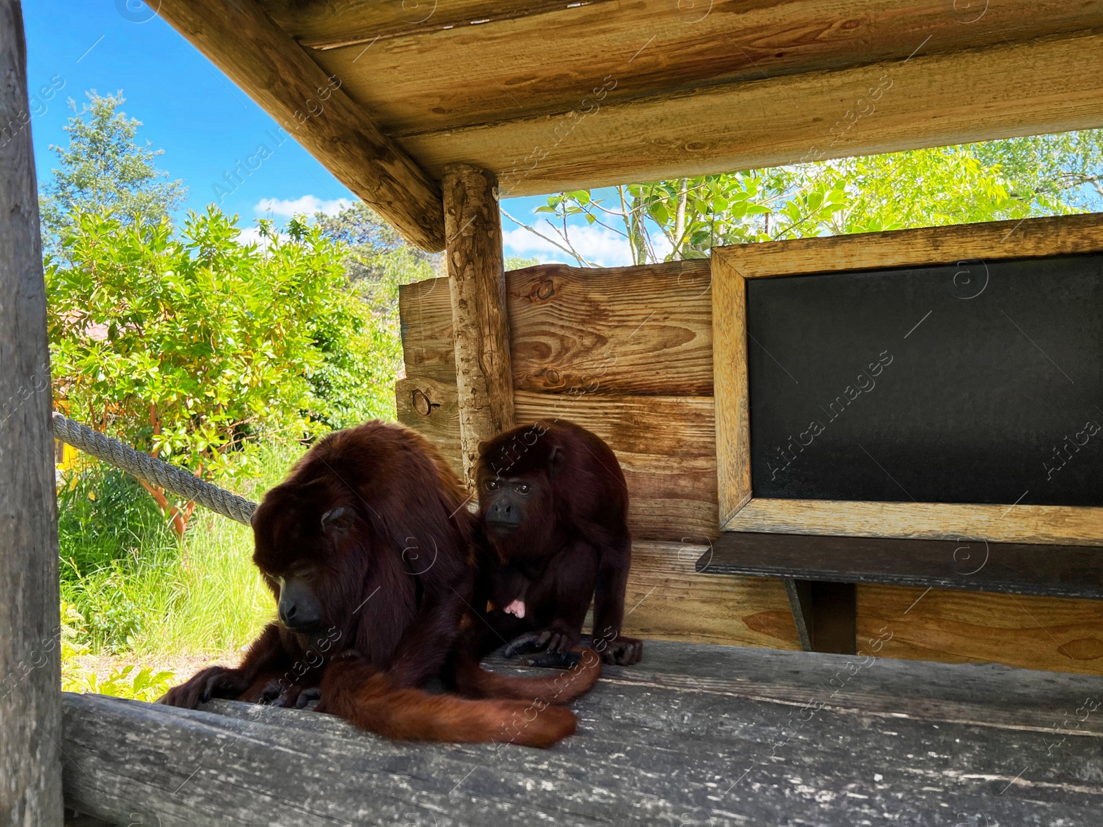 Photo of Cute chimpanzees in wooden gazebo outdoors on sunny day