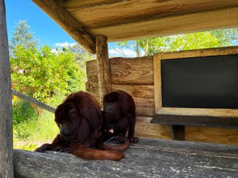 Cute chimpanzees in wooden gazebo outdoors on sunny day