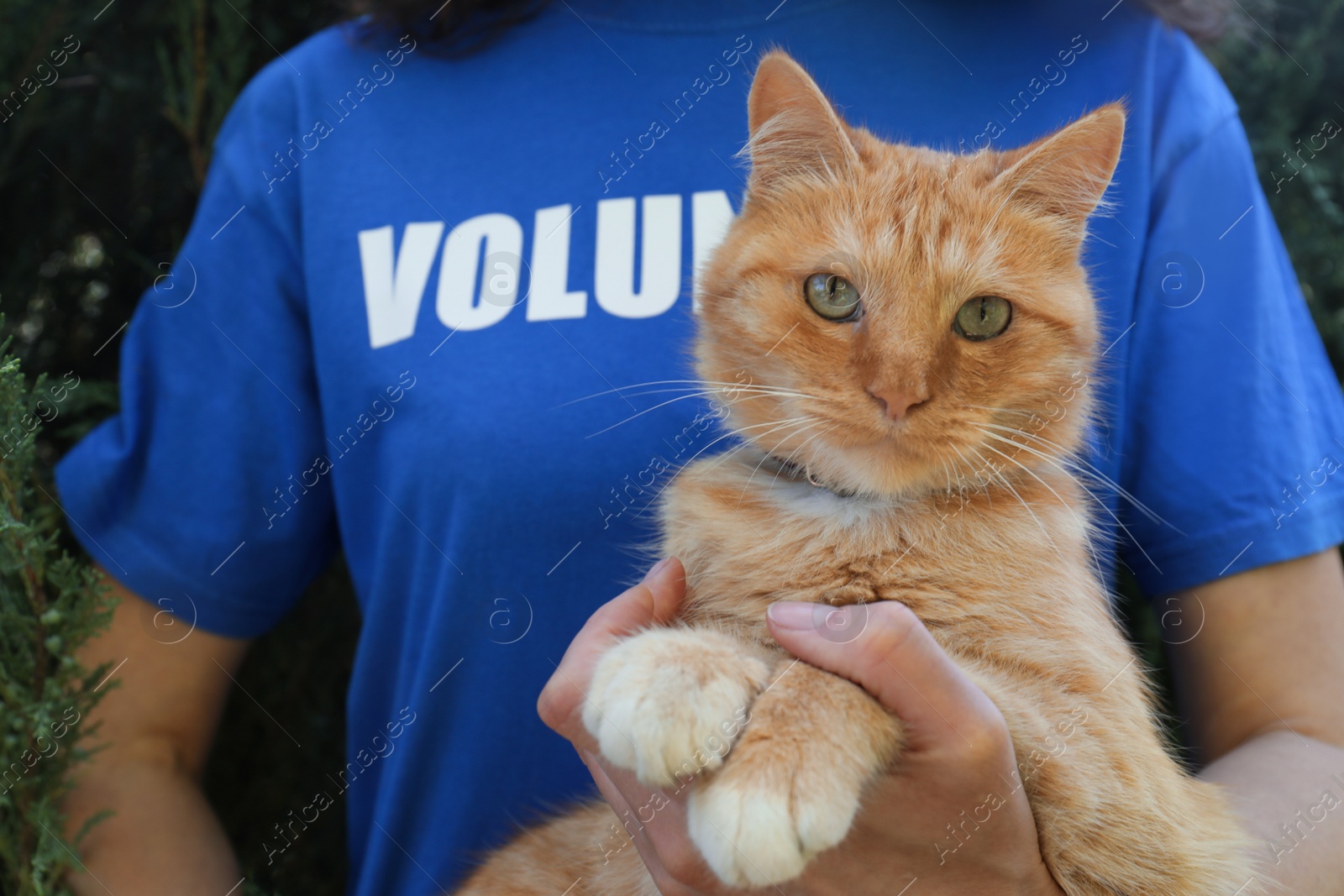 Photo of Volunteer with homeless cat in animal shelter, closeup