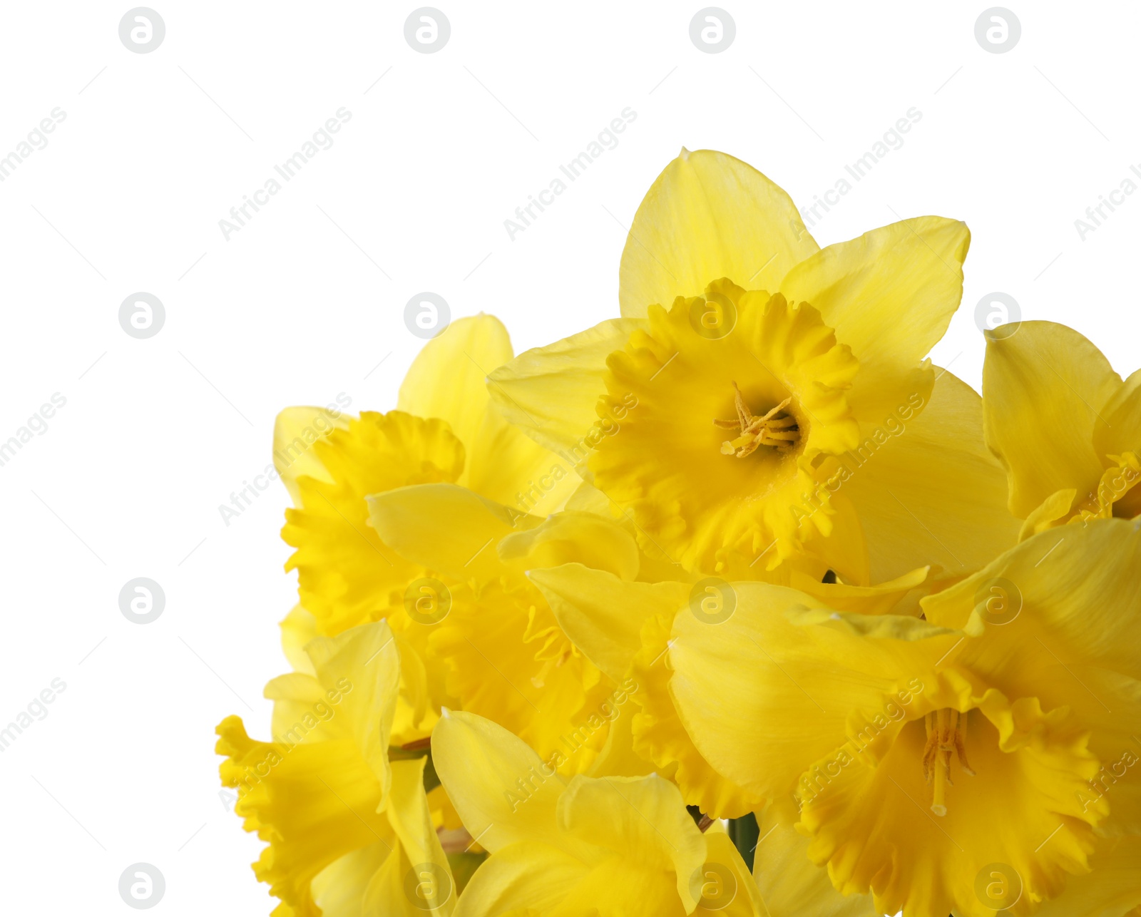 Photo of Beautiful daffodils on white background. Fresh spring flowers