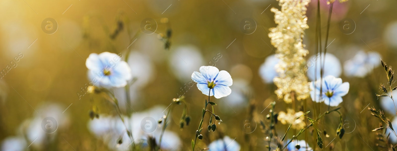Image of Many beautiful blooming flax plants in meadow, closeup. Banner design