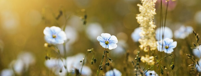 Many beautiful blooming flax plants in meadow, closeup. Banner design