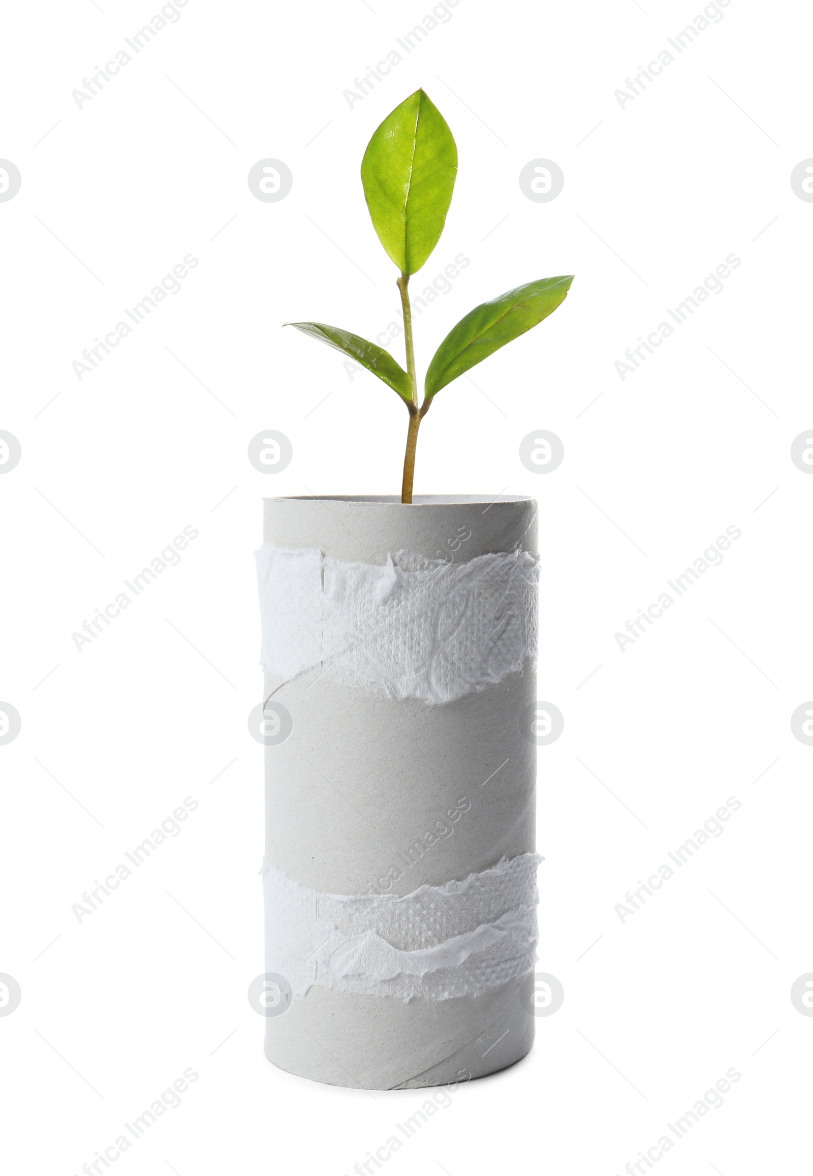 Image of Empty toilet paper roll and plant on white background