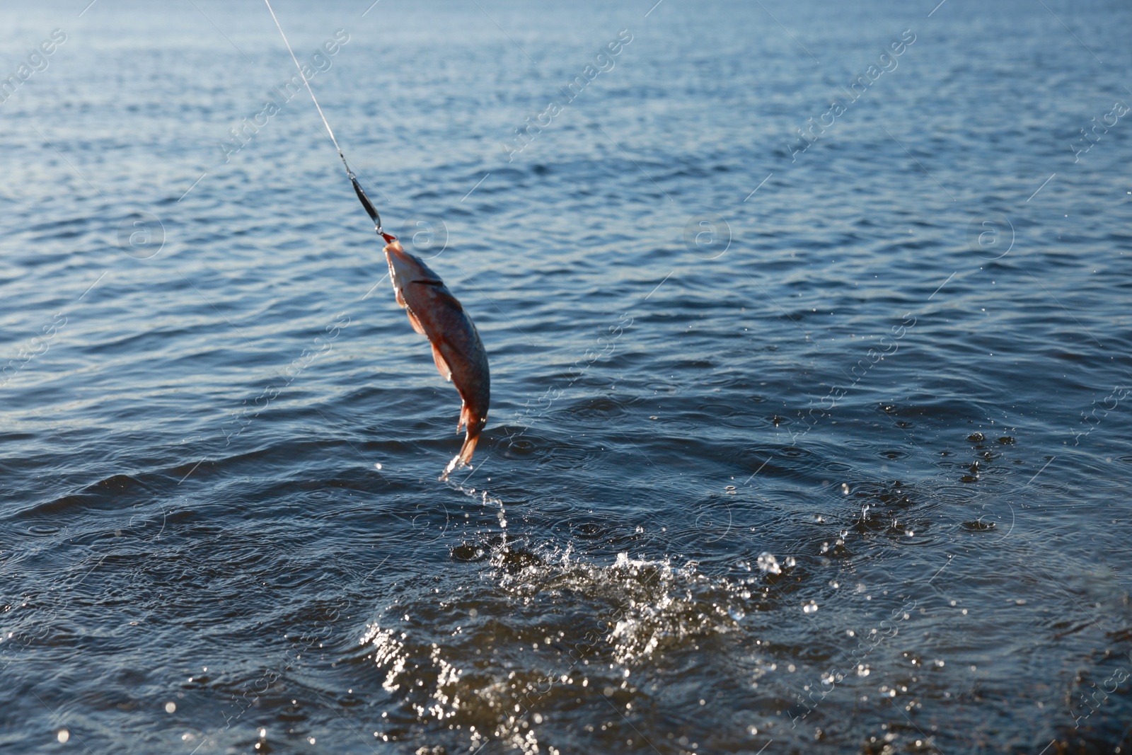 Photo of Catching fish on hook in river. Fishing day