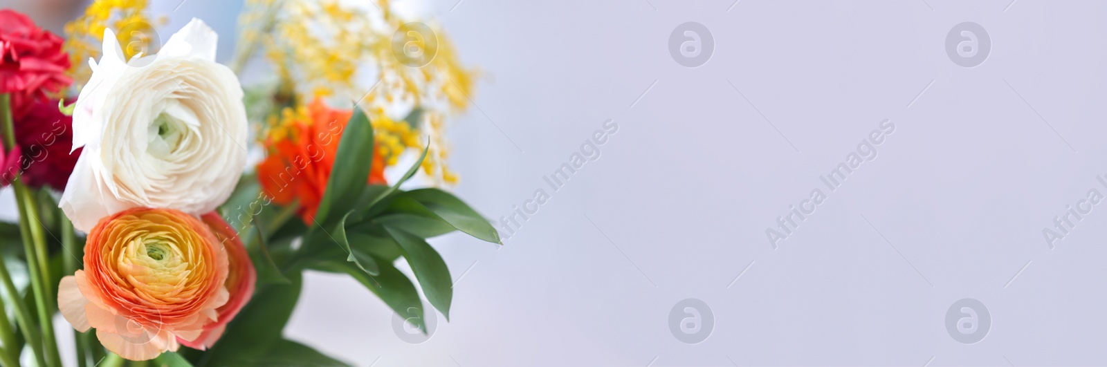 Image of Beautiful ranunculus flowers on light background, closeup view with space for text. Banner design