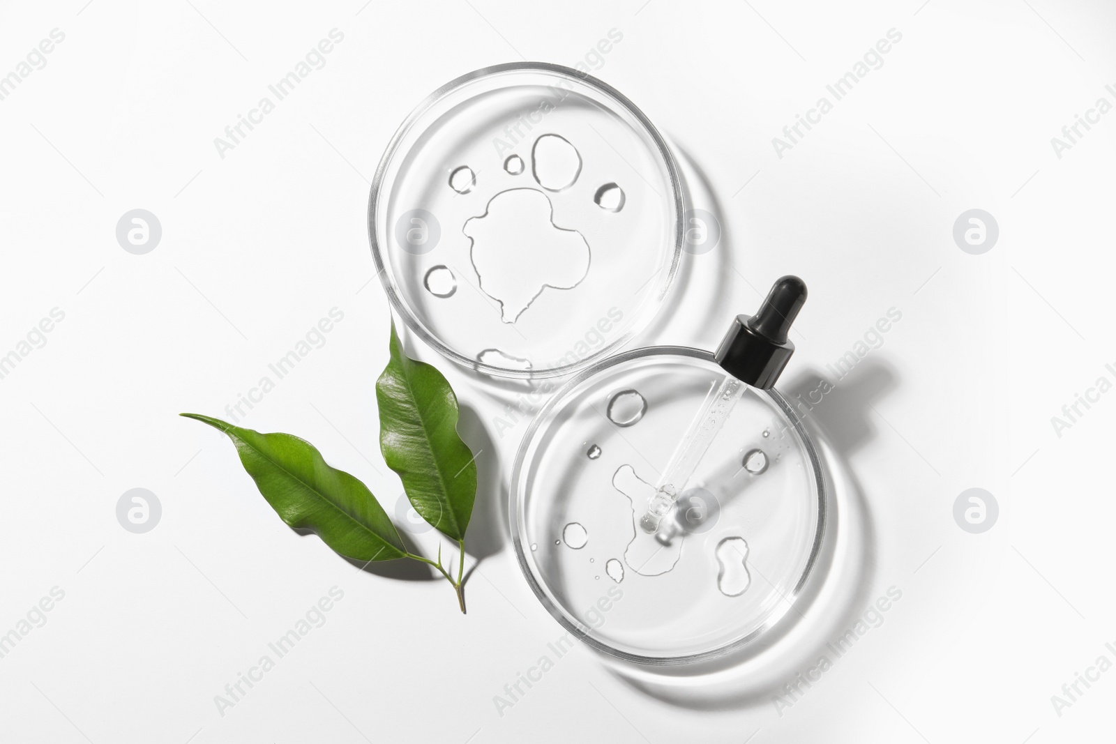 Photo of Petri dishes, leaves and pipette on white background, top view