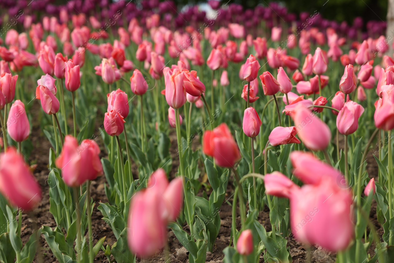 Photo of Beautiful colorful tulips growing in flower bed, selective focus