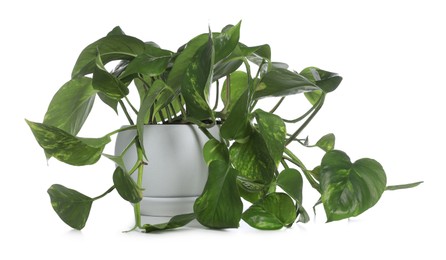 Photo of Beautiful Golden Pothos plant in pot isolated on white. House decor