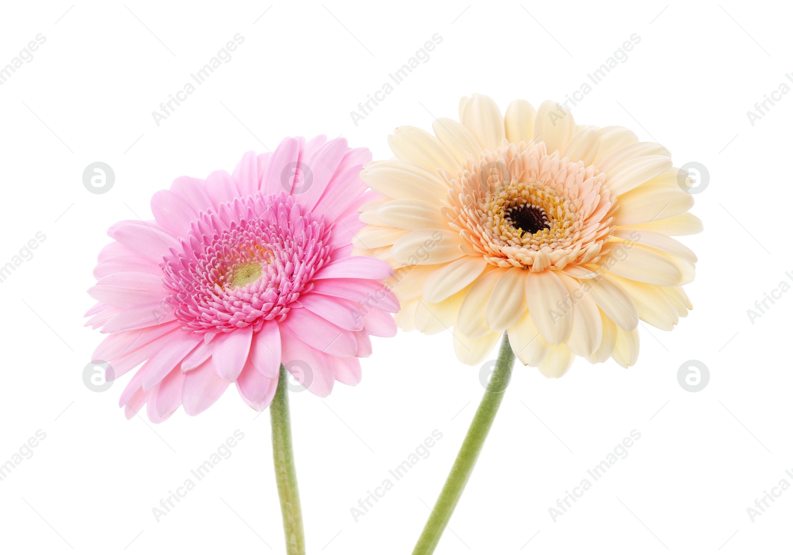 Photo of Two beautiful gerbera flowers isolated on white