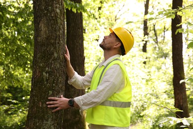 Forester in hard hat examining tree in forest