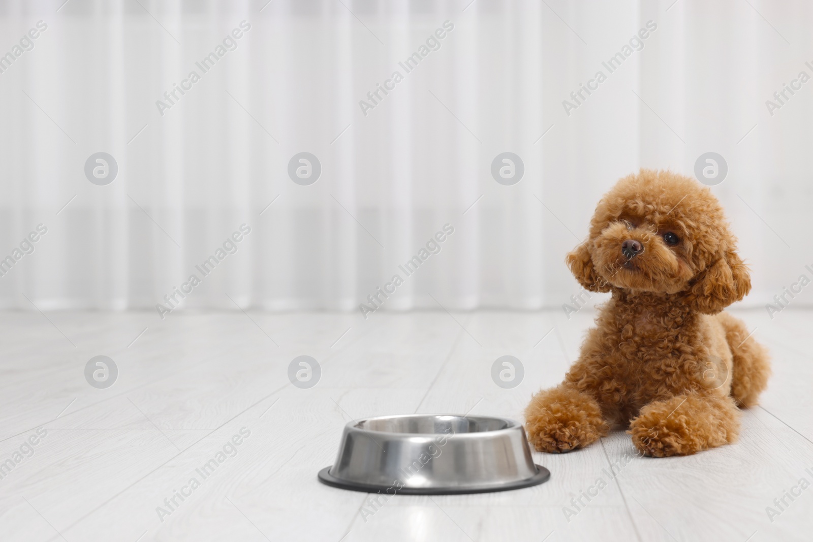 Photo of Cute Maltipoo dog near feeding bowl indoors, space for text. Lovely pet