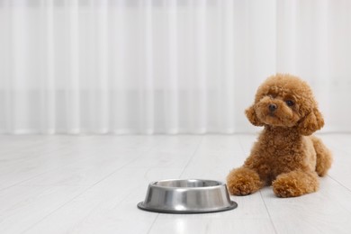 Photo of Cute Maltipoo dog near feeding bowl indoors, space for text. Lovely pet