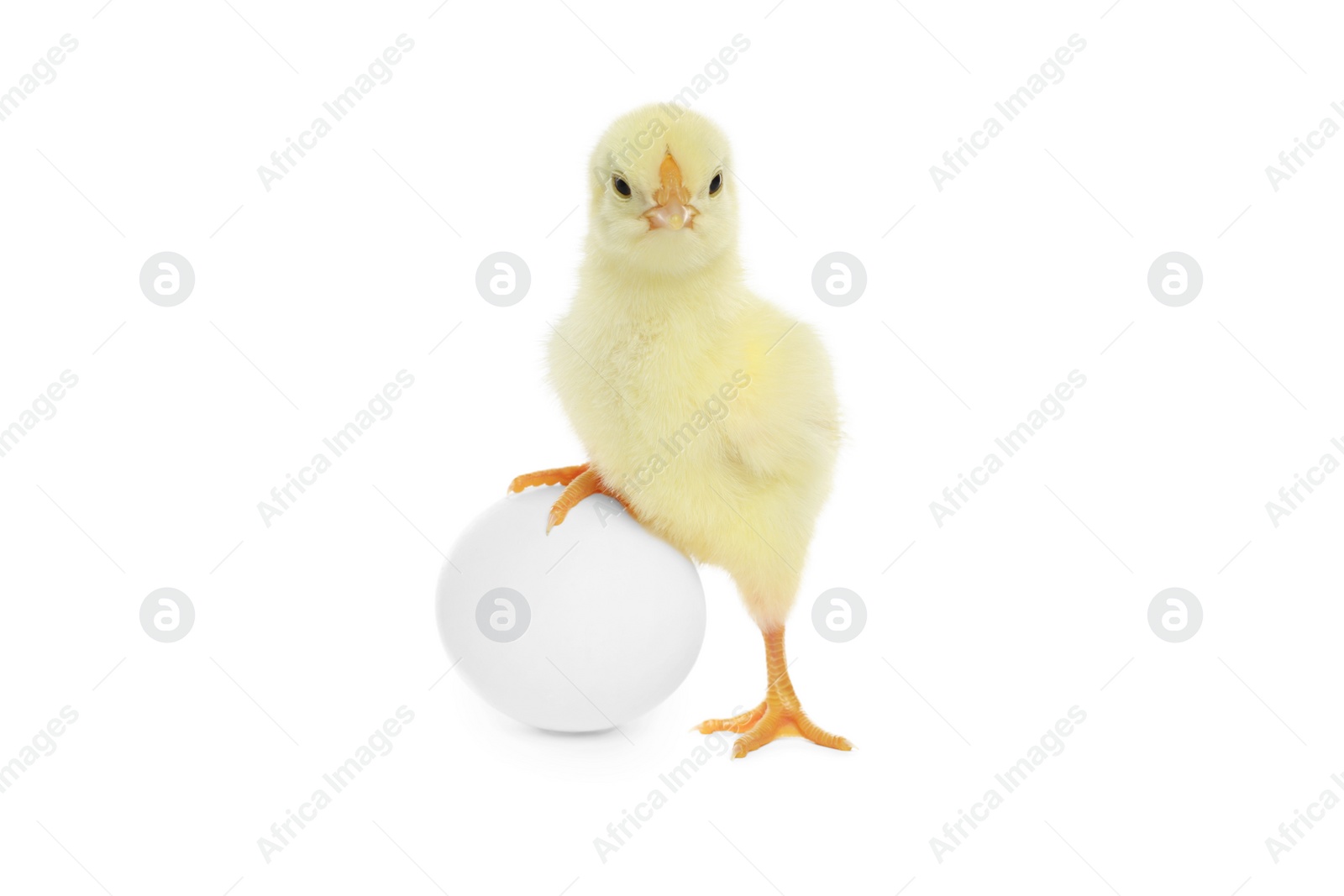 Photo of Cute chick and egg on white background. Baby animal