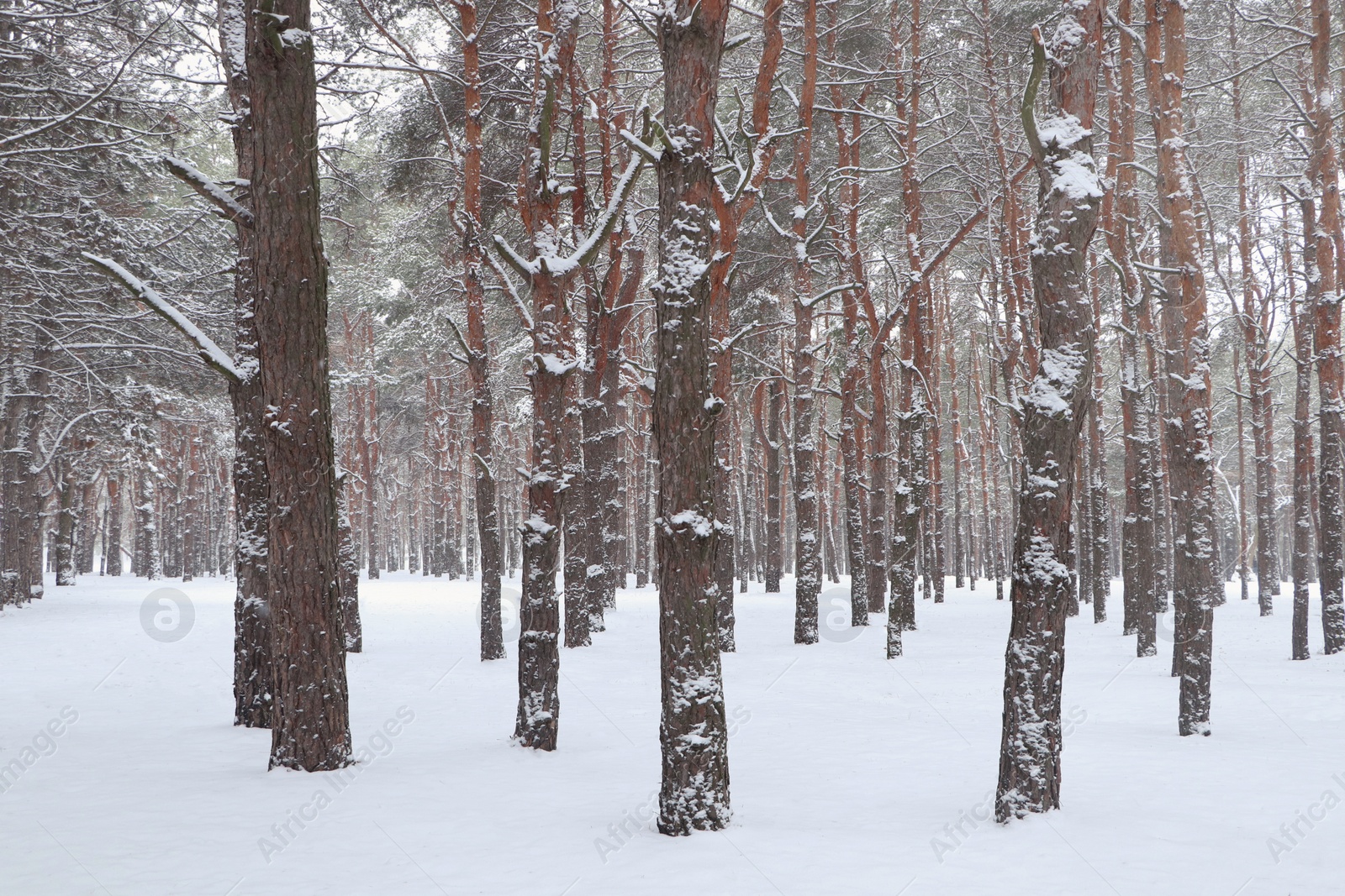 Photo of Picturesque view of beautiful forest covered with snow