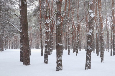 Photo of Picturesque view of beautiful forest covered with snow