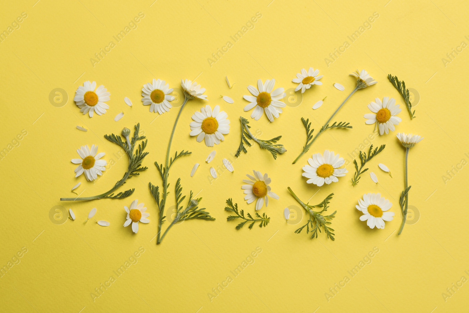 Photo of Flat lay composition with fresh chamomiles on yellow background