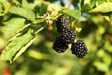 Photo of Ripe blackberries growing on bush outdoors, closeup